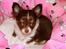 Chihuahua Papi's Amazing Angel (Papi)