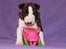 Bullterrier miniature Minimalistic`s WD Thunderstorm "Tsunami"
