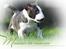 Bullterrier miniature Minimalistic`s WD Thunderstorm "Tsunami"