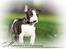 Bullterrier miniature Minimalistic`s WD Thunderstorm "Tsunami"