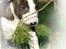 Bullterrier miniature Minimalistic`s WD Thunderstorm "Tsunami"