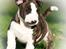 Bullterrier miniature Minimalistic`s WD Thunderstorm "Tsunami"