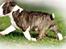 Bullterrier miniature Minimalistic`s WD Thunderstorm "Tsunami"