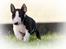 Bullterrier miniature Minimalistic`s WD Thunderstorm "Tsunami"