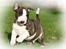 Bullterrier miniature Minimalistic`s WD Thunderstorm "Tsunami"