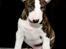 Bullterrier miniature Minimalistic`s WD Thunderstorm "Tsunami"