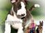 Bullterrier miniature Minimalistic`s WD Thunderstorm "Tsunami"