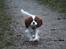 Cavalier king charles spaniel Nova