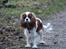 Cavalier king charles spaniel Nova - 16 måneder