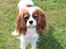 Cavalier king charles spaniel Nova