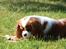 Cavalier king charles spaniel Nova