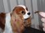 Cavalier king charles spaniel Nova - 16 måneder