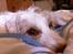 Jack russell terrier Coco