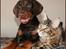 Dobermann LJCH From Island Korsika A Mill. $ Baby (Cocio)