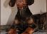 Dobermann LJCH From Island Korsika A Mill. $ Baby (Cocio)