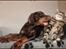 Dobermann LJCH From Island Korsika A Mill. $ Baby (Cocio)