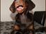 Dobermann LJCH From Island Korsika A Mill. $ Baby (Cocio)
