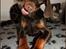 Dobermann LJCH From Island Korsika A Mill. $ Baby (Cocio)