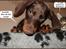 Dobermann LJCH From Island Korsika A Mill. $ Baby (Cocio)
