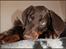 Dobermann LJCH From Island Korsika A Mill. $ Baby (Cocio)