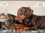Dobermann LJCH From Island Korsika A Mill. $ Baby (Cocio)