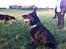 Schæferhund Jen-Ager's Una *Skygge* - Smukke Skygge 11 måneder gammel