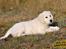 Golden retriever Kenzo - Et lille model billede af min bedste ven<3