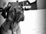 Dogue de bordeaux Cody - Muffi som lille. 2-3 mdr.