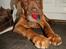 Dogue de bordeaux Cody