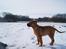 Dogue de bordeaux Cody