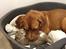 Dogue de bordeaux Cody - Meget skal man finde sig i ;)