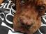 Dogue de bordeaux Cody - Han har ihvertfald ikke gjort noget :)