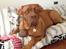 Dogue de bordeaux Cody