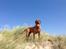 Dogue de bordeaux Cody - På Rømø  ! :)