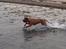 Dogue de bordeaux Cody