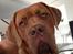 Dogue de bordeaux Cody