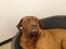 Dogue de bordeaux Cody - Mester i at se dum ud !