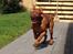 Dogue de bordeaux Cody - Når han løber haha