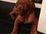 Dogue de bordeaux Cody