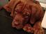 Dogue de bordeaux Cody - Lille søde basse :)