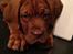 Dogue de bordeaux Cody