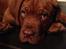 Dogue de bordeaux Cody - Sødeste fjæs !