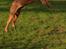 Dogue de bordeaux Cody - Han er vild til at fange sin bold i luften!
