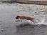 Dogue de bordeaux Cody