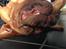 Dogue de bordeaux Cody