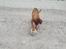 Dogue de bordeaux Cody - Bold!