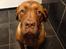 Dogue de bordeaux Cody - Det ikke sjovt at være i bad :(