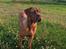 Dogue de bordeaux Cody