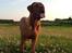 Dogue de bordeaux Cody
