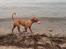 Dogue de bordeaux Cody - Han elsker at hente ting fra vandet :)